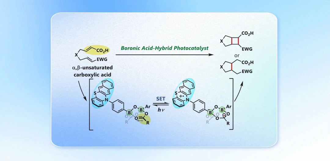 ACS Catal：苯并吩噻嗪/硼酸杂化光催化剂实现单电子转移：SET引发α,β-不饱和羧酸的环化