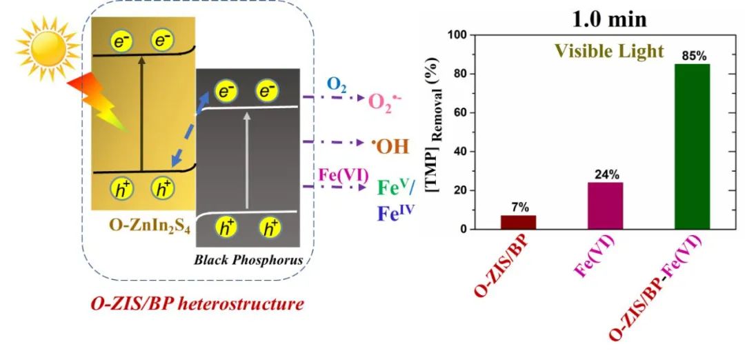 O-ZnIn2S4/BP纳米片异质结可见光催化活化Fe(VI)：加速氧化降解TMP