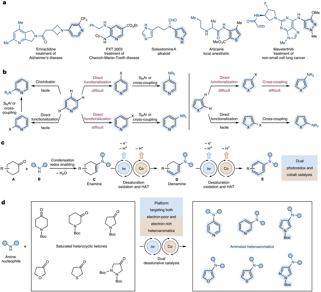 Nat.Catal.光化学介导饱和杂环酮脱氢CN偶联构建芳杂胺上海善施科技