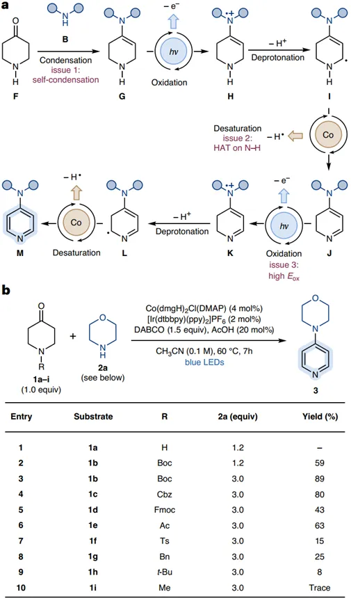 Nat.Catal.光化学介导饱和杂环酮脱氢CN偶联构建芳杂胺上海善施科技